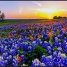 Texas Bluebonnet