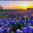 Texas Bluebonnet